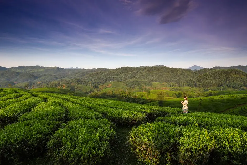 Bagaimana Menikmati Wisata Perkebunan Teh yang Sejuk Tanpa Ribet?